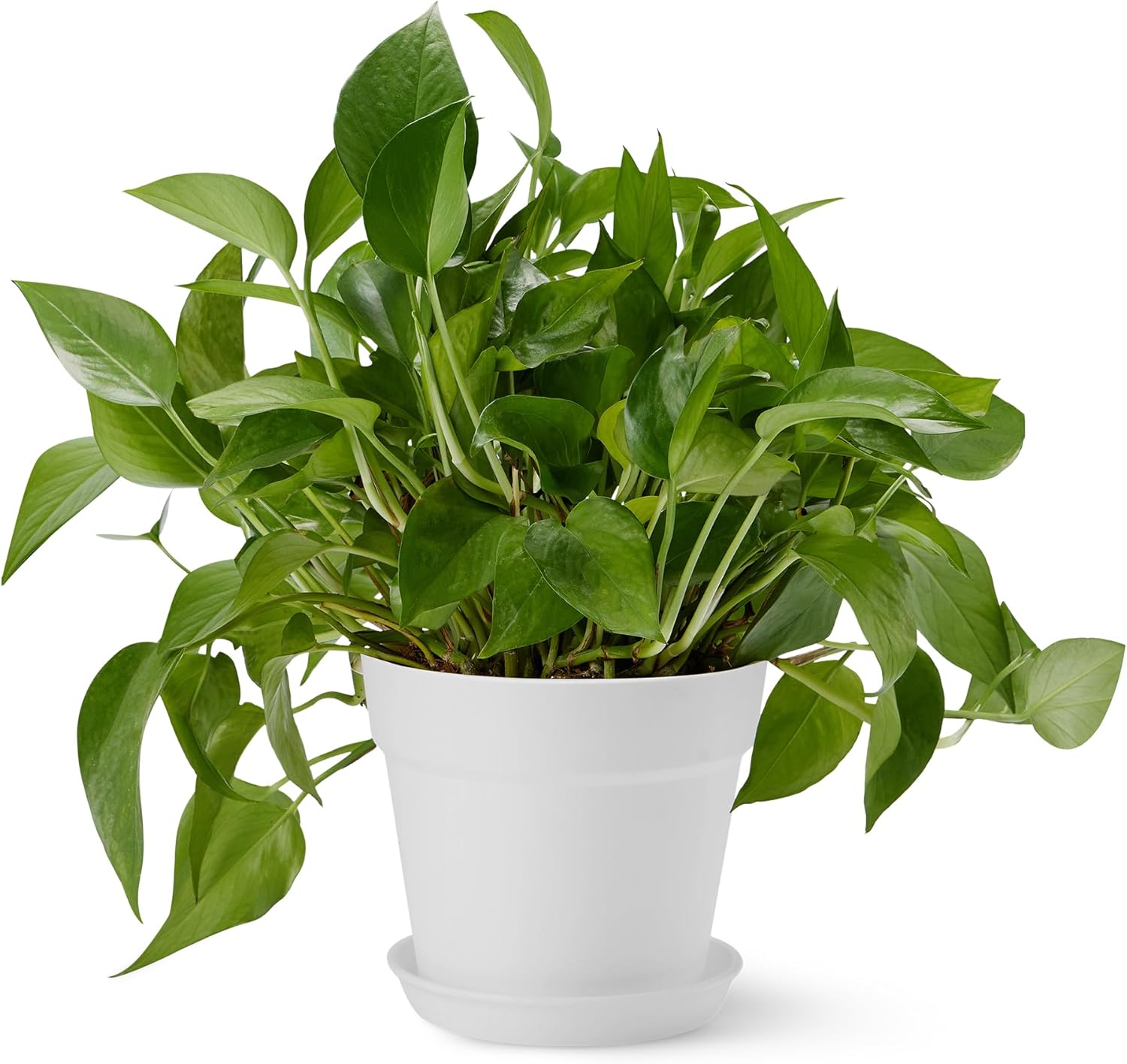 popular indoor plants and pots